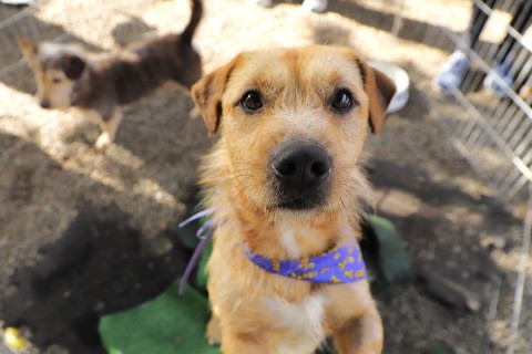 Agendamento para castração de pets abre nesta quarta-feira, dia 1°